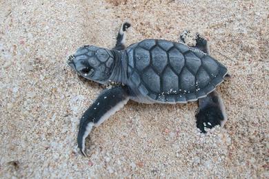 Sandee - Hawksbill Beach