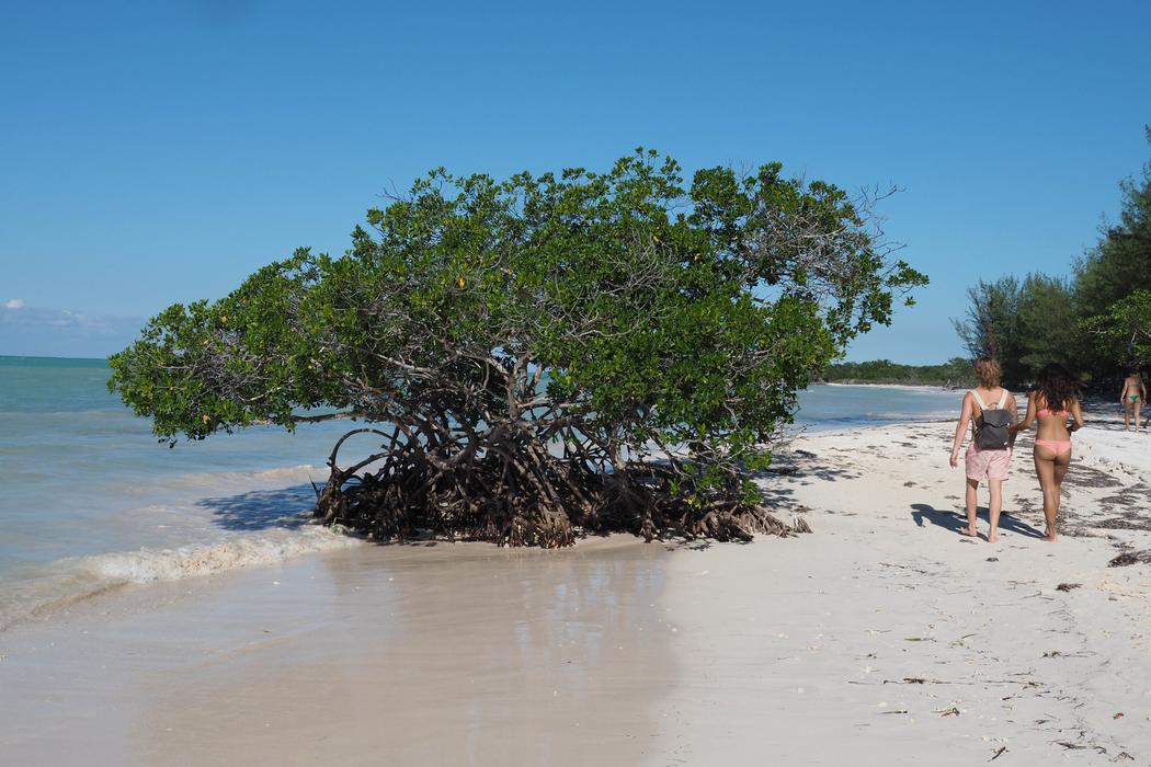 Sandee Qulaan Mangrove Beach Photo