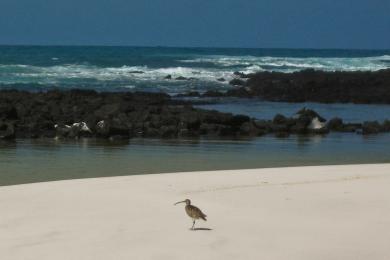 Sandee Tortuga Bay Beach Photo