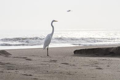 Sandee - Playa Montelimar