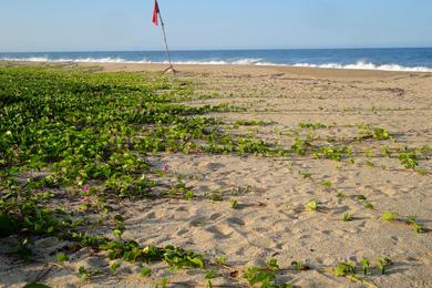 Sandee Playa Neguanje
