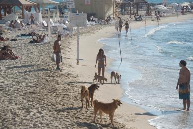 Sandee Dog Beach Photo