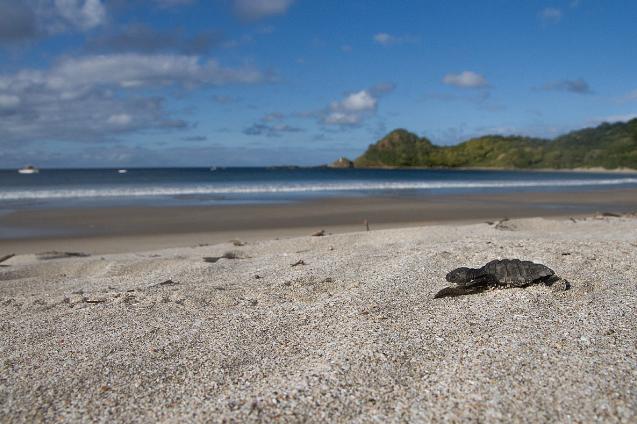 Sandee - Playa Ocotal