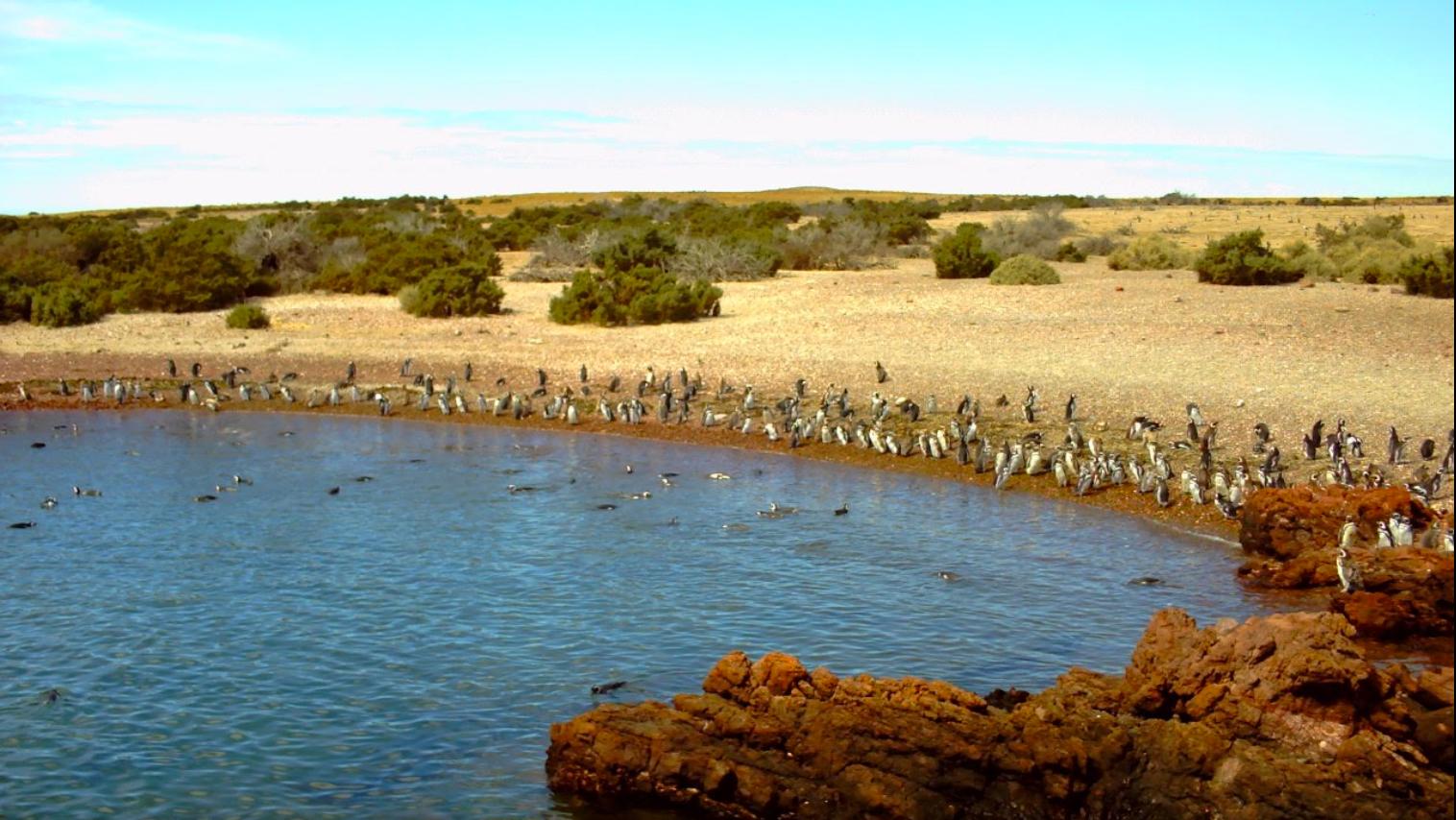 Sandee - Punta Tombo