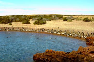 Sandee - Punta Tombo