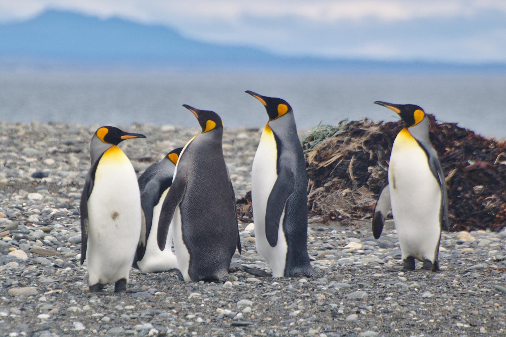 Sandee - King Penguin Park