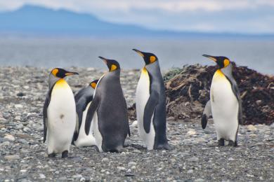 Sandee King Penguin Park Photo