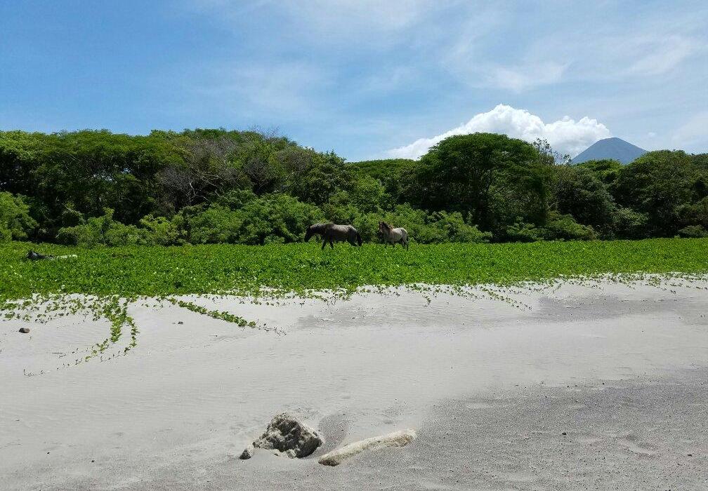 Sandee Playa San Fernando