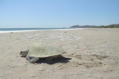 Sandee - Playa Popoyo