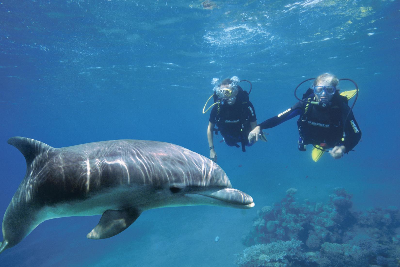 Sandee - Dolphin Reef Beach