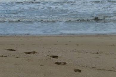 Sandee Praia Do Alto