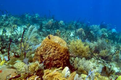 Sandee Coral Reef At Fort Liberte Bay Photo