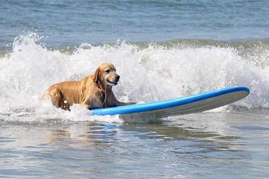 Sandee Best Dog Friendly Beaches in Brazil