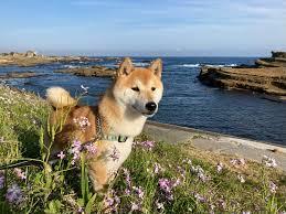 Sandee Best Dog Beaches in Japan