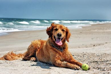 Sandee Best Dog Beaches