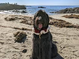 Sandee Best Dog Beaches in Albania