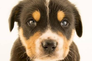 Sandee Best Dog Friendly Beaches in Northern Mariana Islands