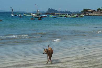 Sandee Best Dog Beaches in Myanmar