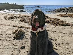 Sandee Best Dog Friendly Beaches in the Isle of Man
