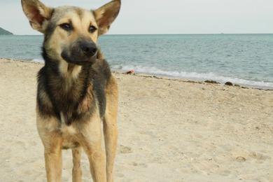 Sandee Best Dog Beaches in Haiti