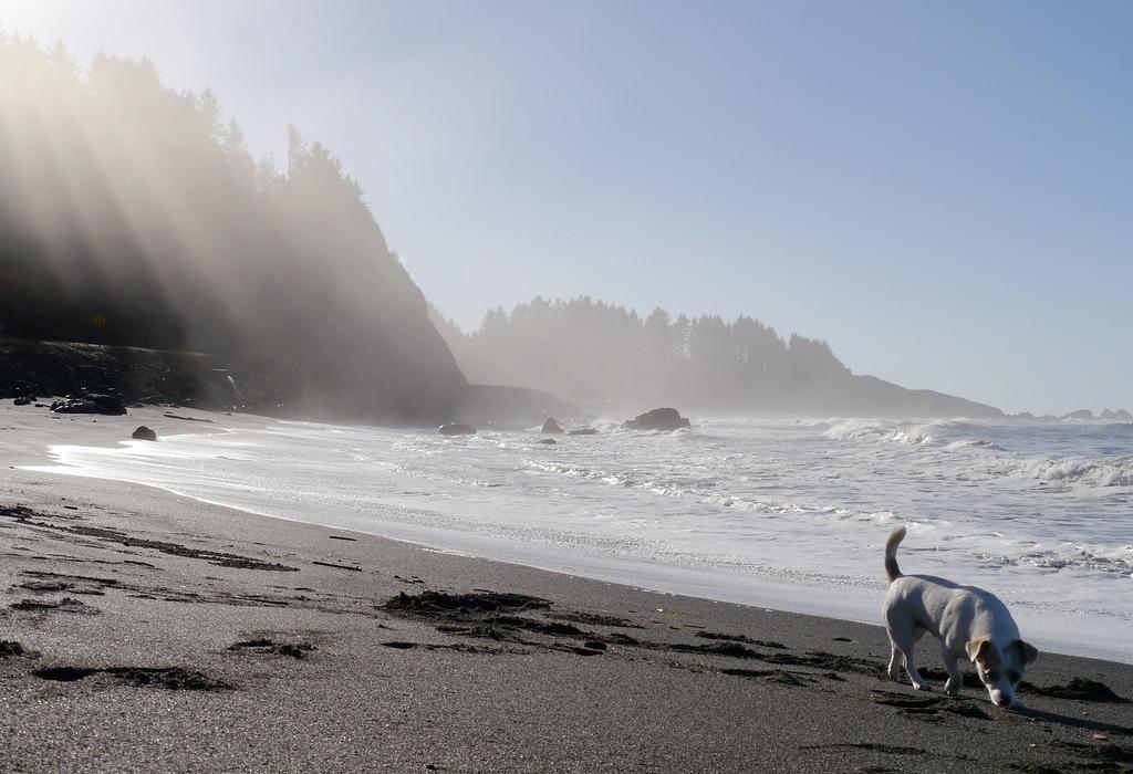 Sandee Wilson Creek Beach Photo