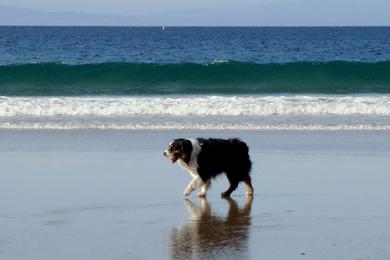 Sandee - Del Monte Beach