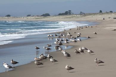 Sandee - Moss Landing State Beach