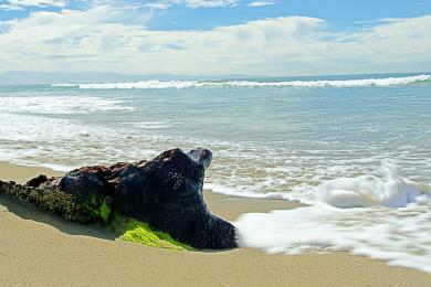 Sandee Zmudowski State Beach