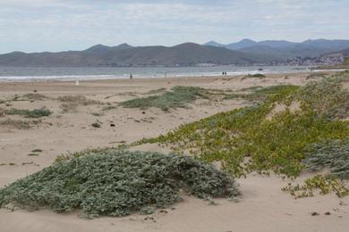 Sandee - Morro Strand State Beach - South Beach