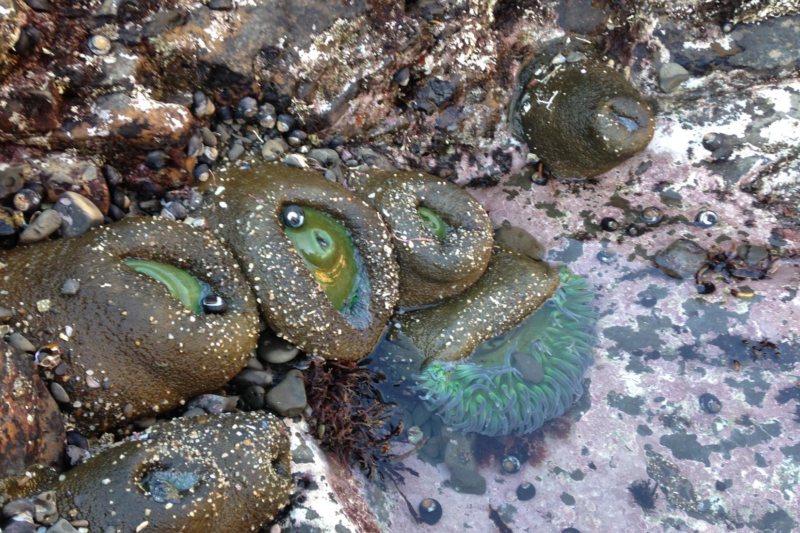 Sandee - James V. Fitzgerald Marine Reserve Beach