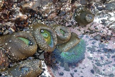 Sandee - James V. Fitzgerald Marine Reserve Beach