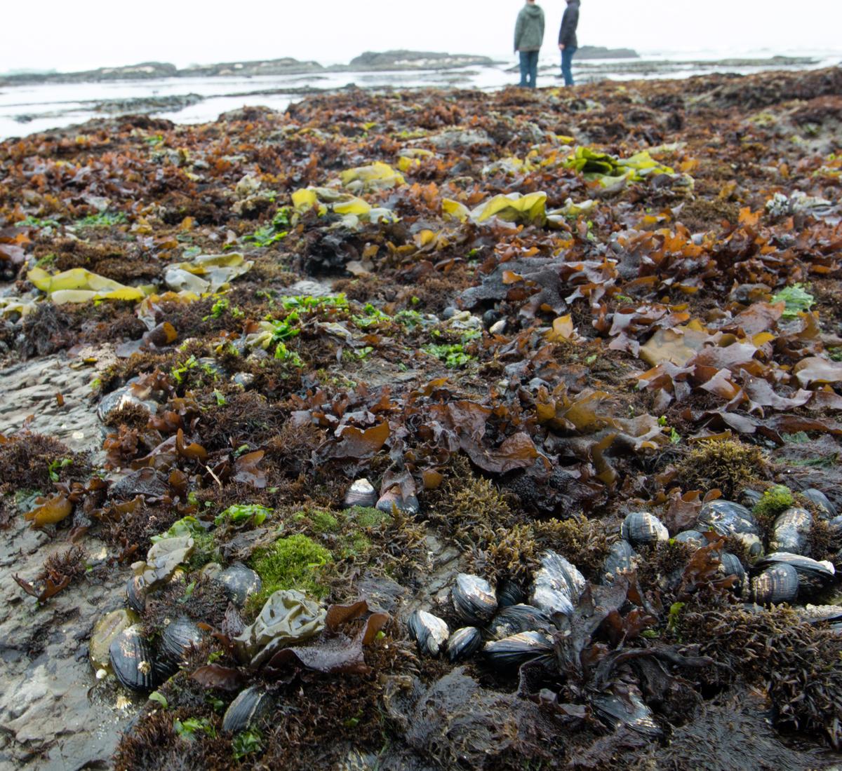 Sandee - James V. Fitzgerald Marine Reserve Beach