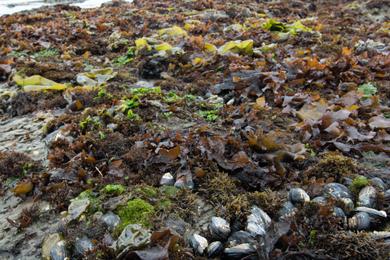 Sandee - James V. Fitzgerald Marine Reserve Beach