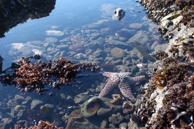 Sandee - James V. Fitzgerald Marine Reserve Beach