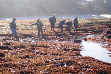 Sandee - James V. Fitzgerald Marine Reserve Beach