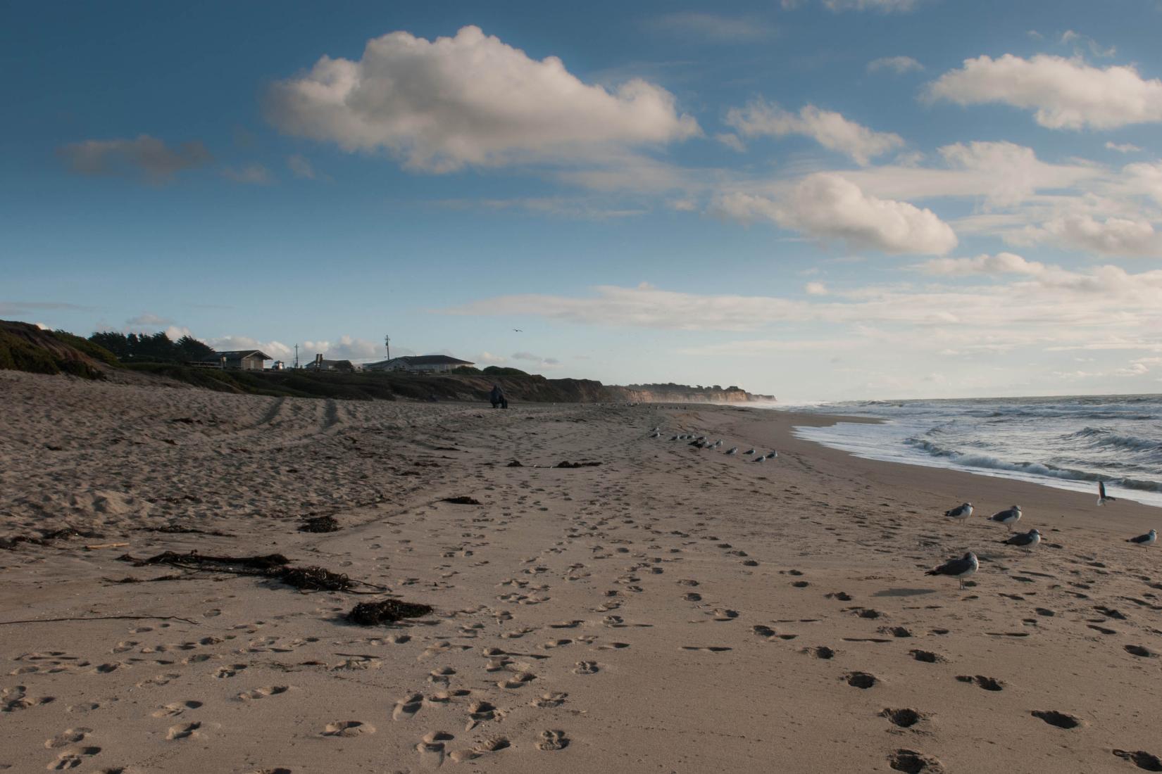 Sandee - Half Moon Bay State Beach - Dunes Beach