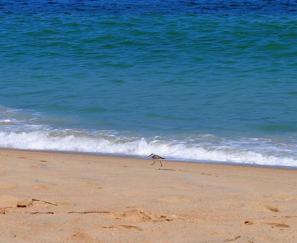 Sandee - Fenwick Island State Park Beach North