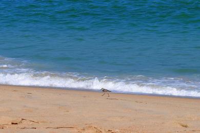 Sandee - Fenwick Island State Park Beach North