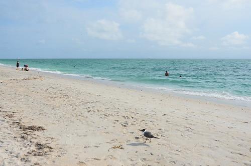 Sandee - Nokomis Beach