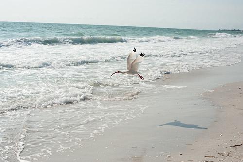 Sandee - Nokomis Beach