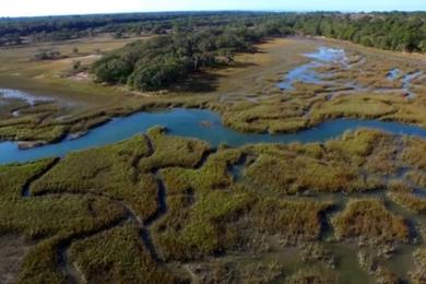 Sandee St. Catherines Island Photo