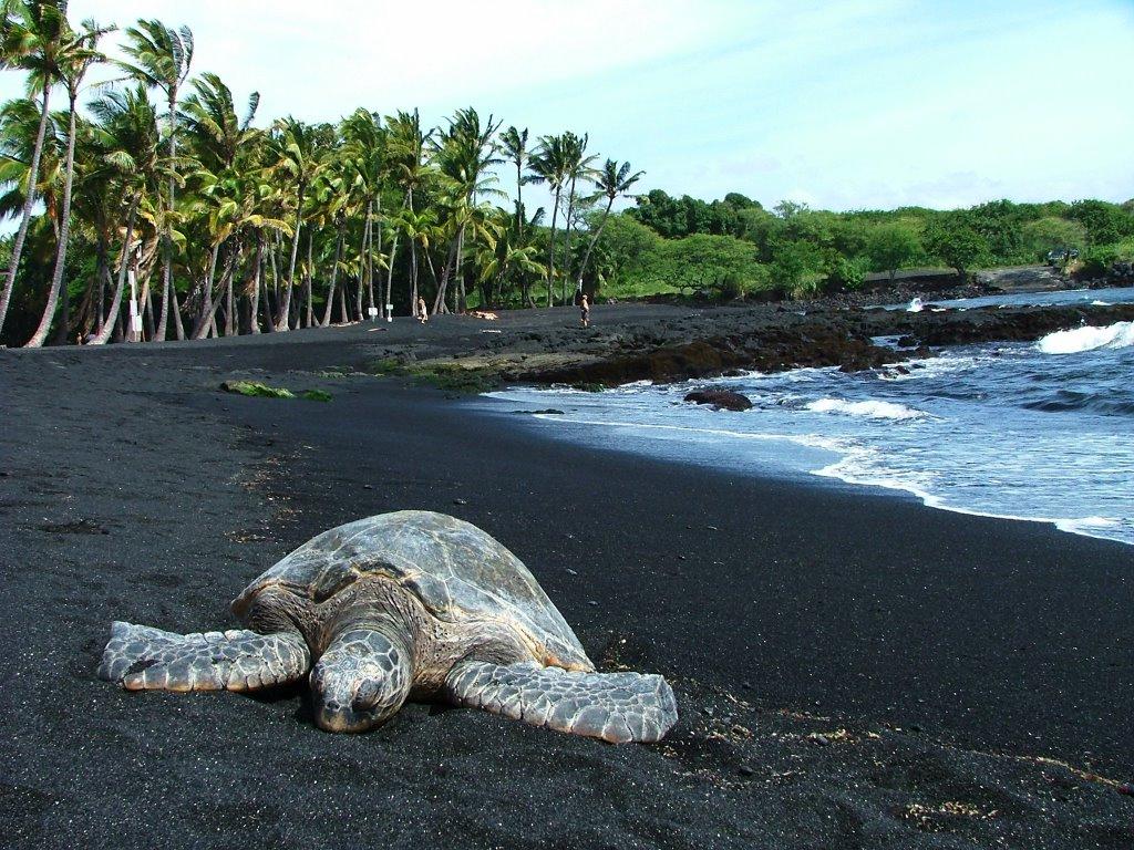 Sandee - Punaluu County Beach Park