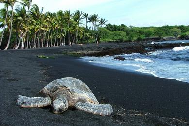 Sandee Punaluu County Beach Park Photo