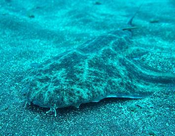 Sandee Angelshark