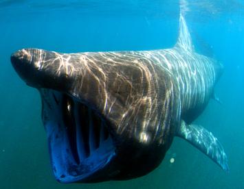 Sandee Basking Shark