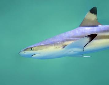 Sandee Blacktip Reef Shark