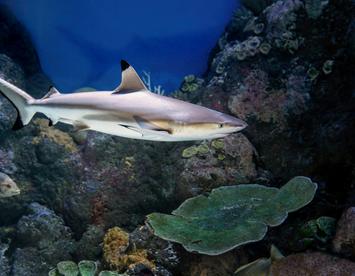 Sandee Blacktip Shark