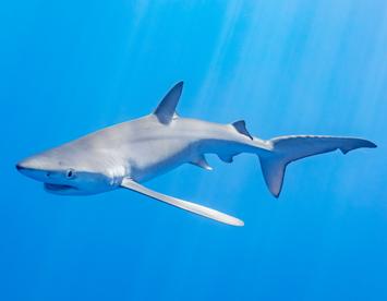 Sandee Blue Shark