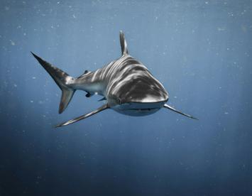 Sandee Bull Shark