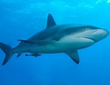 Sandee Caribbean Reef Shark